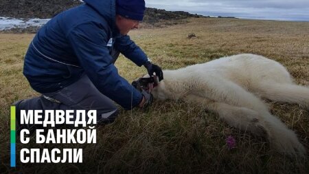 В Красноярском крае спасли белого медведя с застрявшей во рту банкой